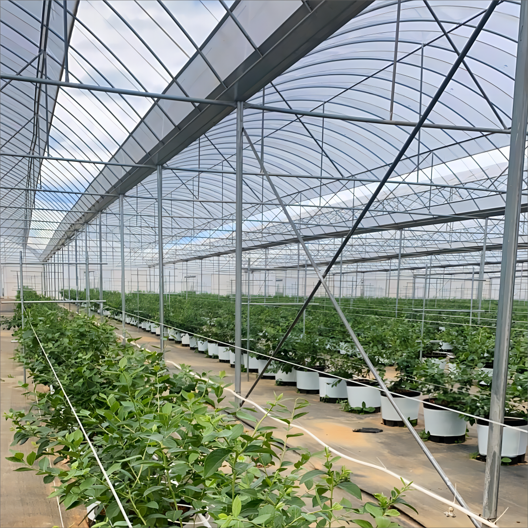 Blueberry Strawberry Flower Green House Low Cost Farming Tunnel Agricultural Greenhouses rain shelter
