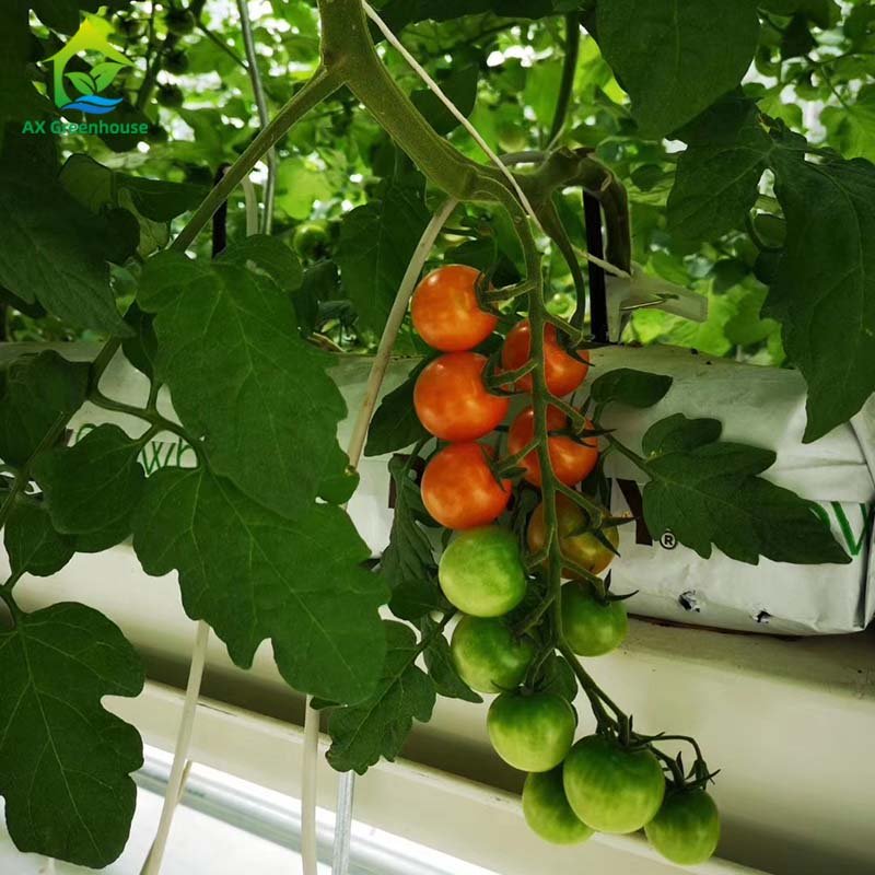 High Production Tomato Agricultural Greenhouse Low Cost