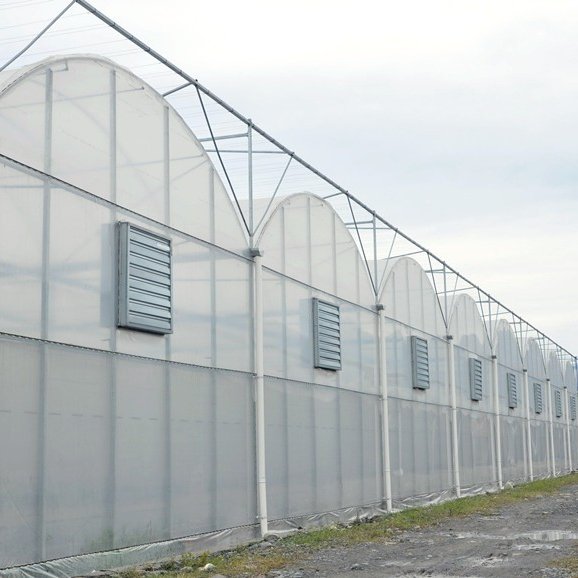 High Production Tomato Agricultural Greenhouse Low Cost