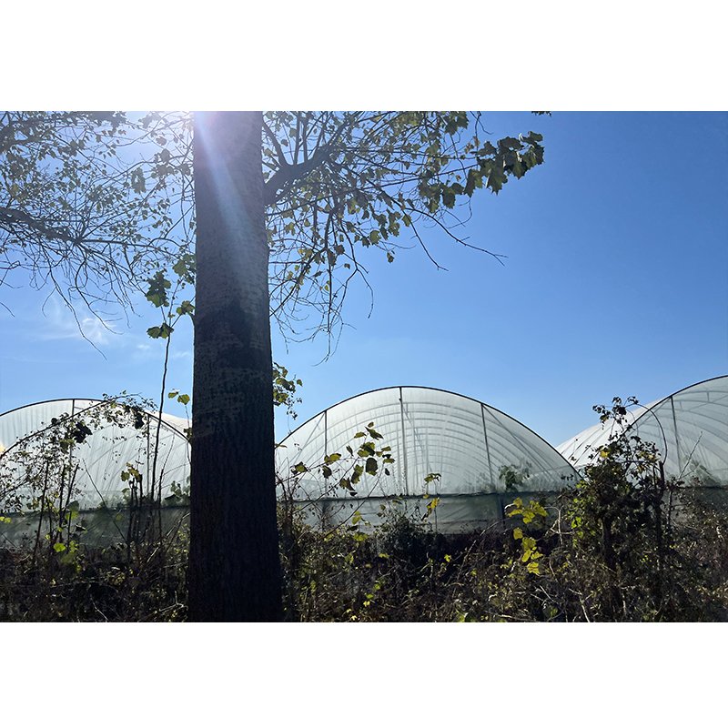 Single Multi-Span Hydroponic System Blackout Vegetable Commercial Agricultural Greenhouses Outdoor Photovoltaic Greenhouse Hot