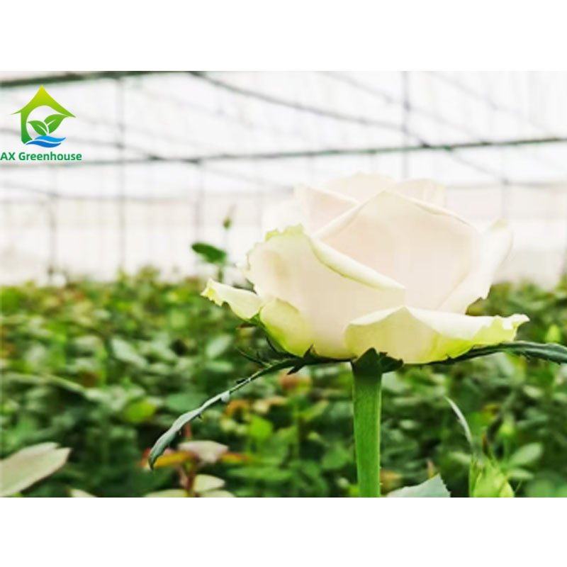 Durable Tropical Shade Net Multi-span Agricultural Aluminum Structure Flower Tomato Drying House Poly Greenhouse Kit
