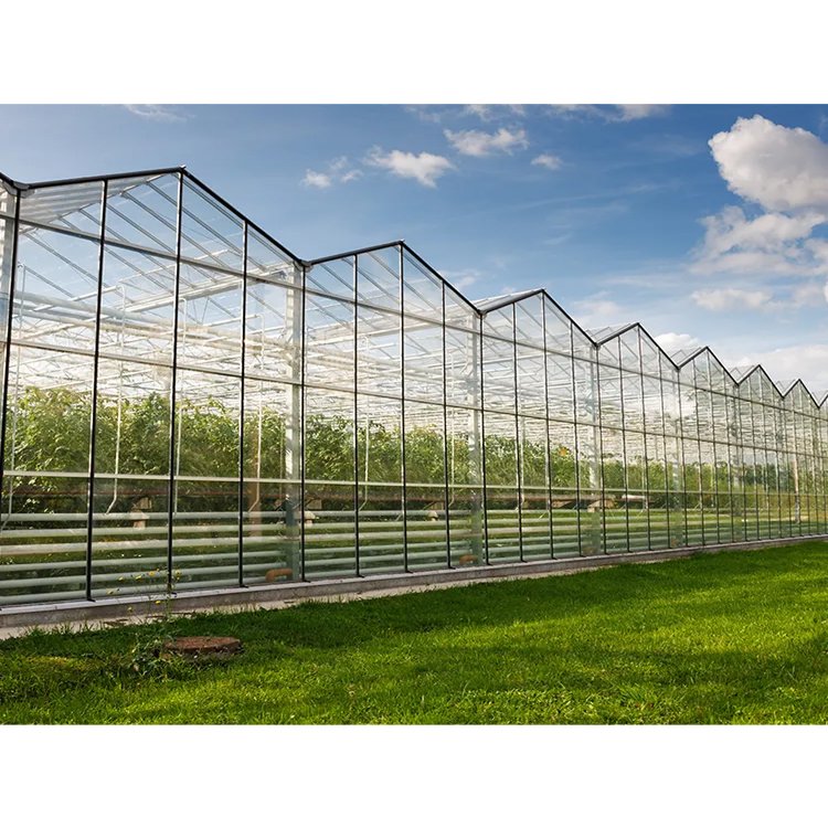 tomato planting Commercial polycarbonate Green House metal frame glass Greenhouse Agricultural Greenhouses For Sale