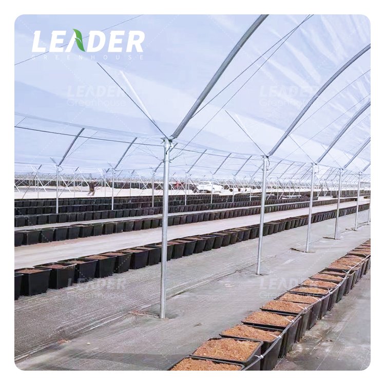 Agriculture blueberry farm commercial hot galvanized frame Y leg caterpillar tunnel greenhouse with weed mat for berry fruits