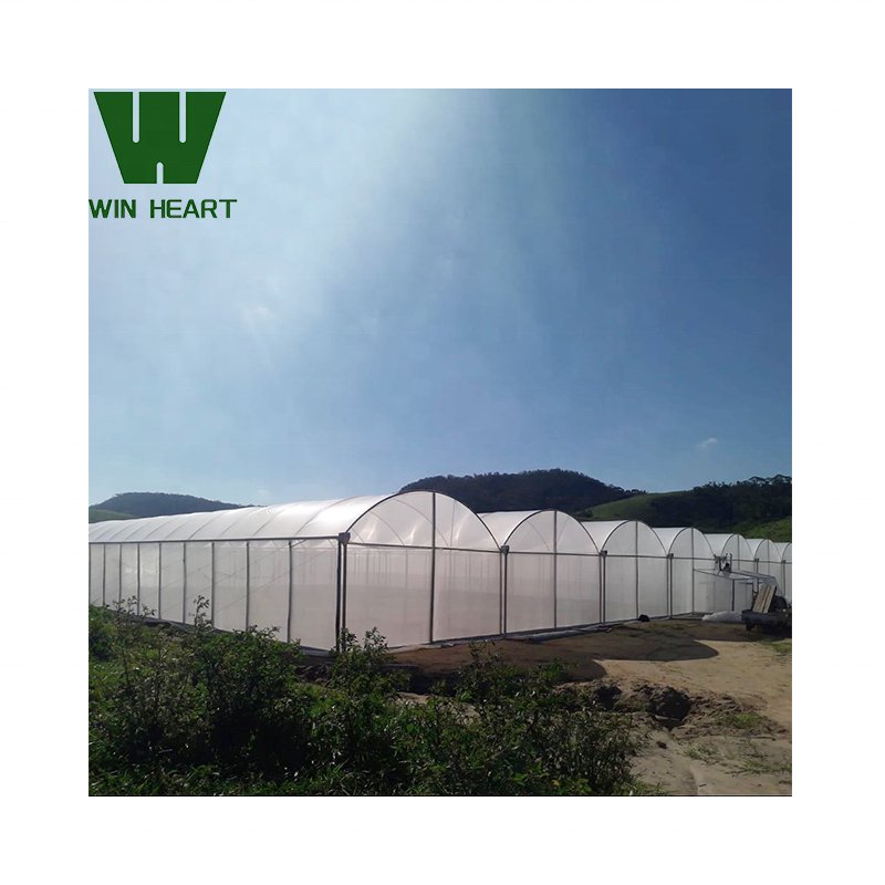 Strawberry Greenhouses Hydroponic greenhouse for Strawberry growing