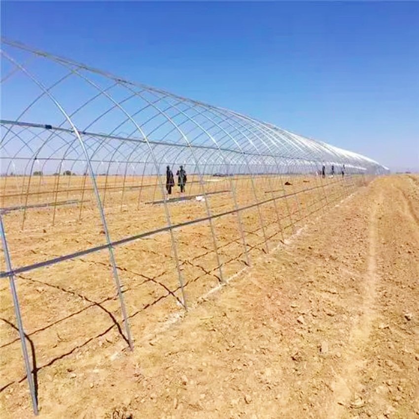 Large Single-Span Tunnel Greenhouse for Agriculture PO Film Growing System with Motor Ventilation
