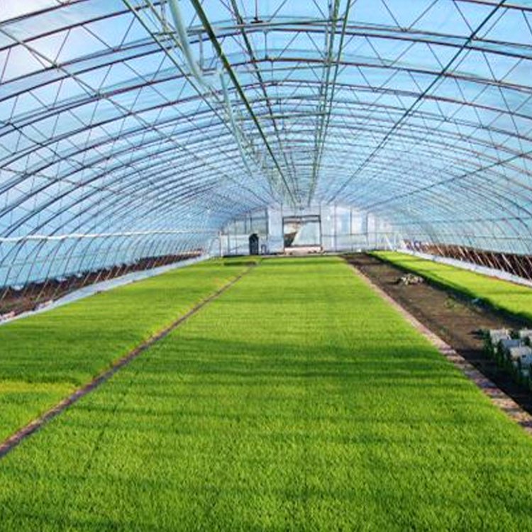 Factory Wholesale High Quality UV Stabilized White Transparent PE Garden Plastic Greenhouse Protective Film