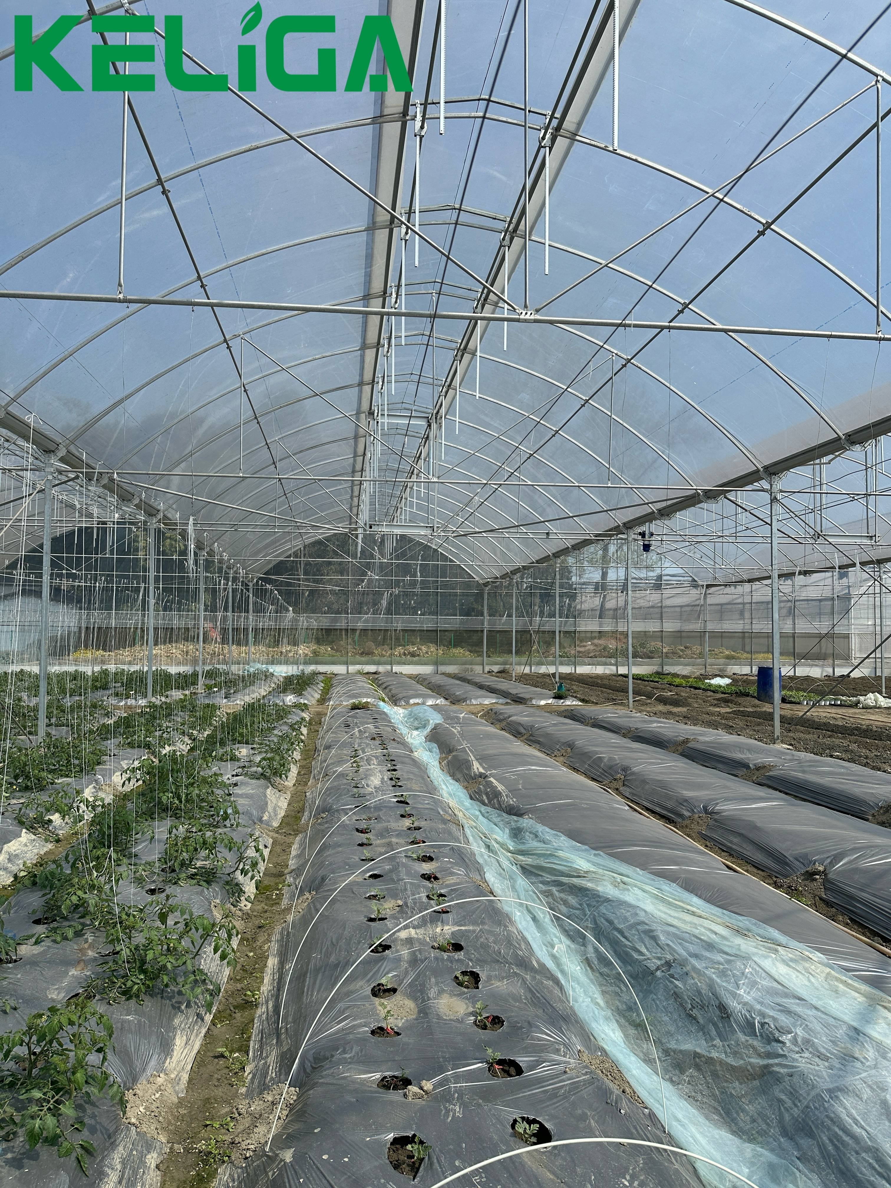 Indoor Agricultural Greenhouse Plastic Film Greenhouse for tomatoes