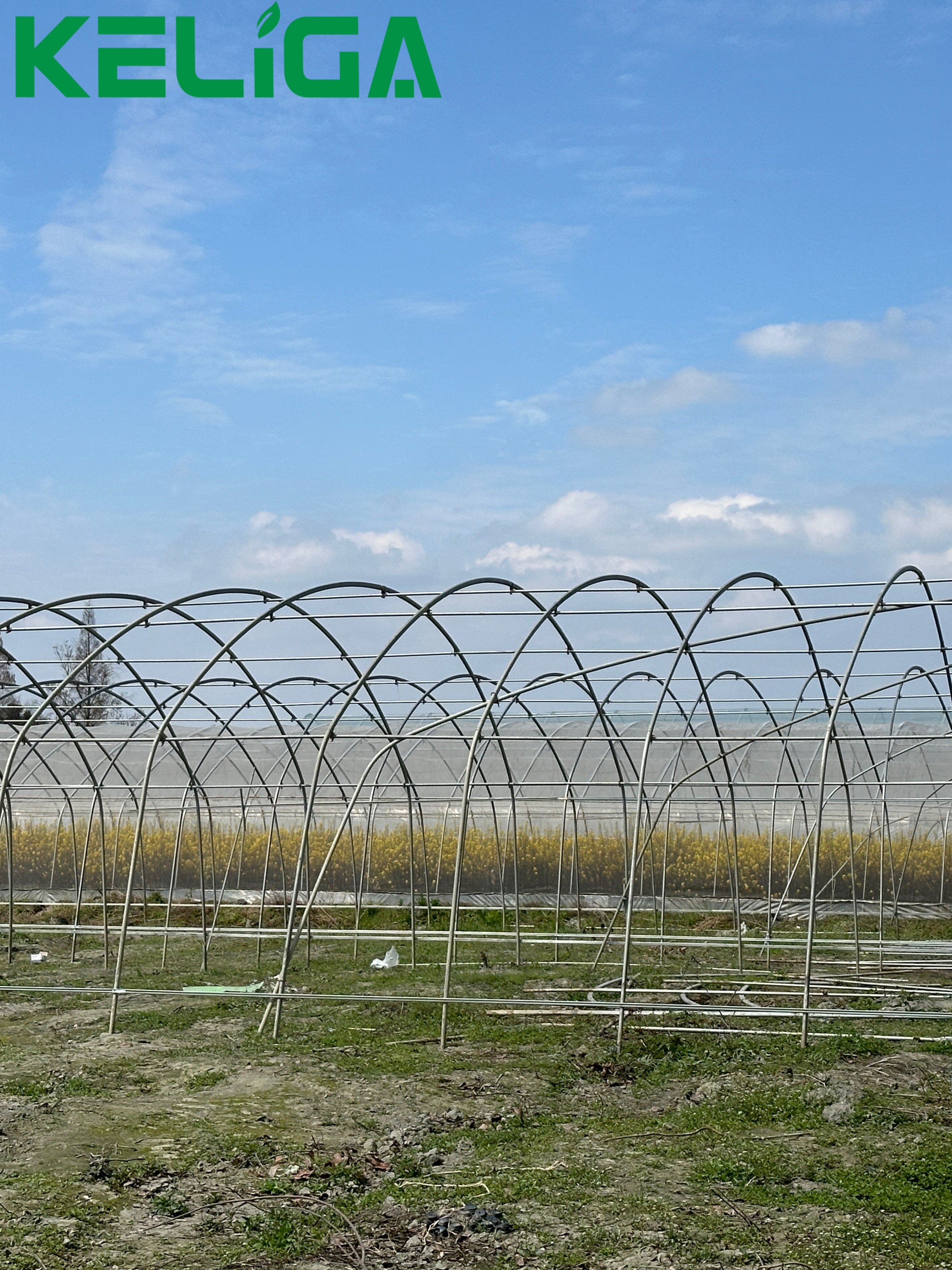 Indoor Agricultural Greenhouse Plastic Film Greenhouse for tomatoes