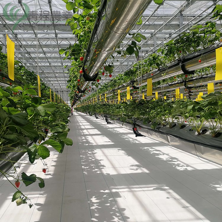 Glass Agriculture Green House Supplier Multi Span Commercial Venlo Type Glass Greenhouses Hot Sale