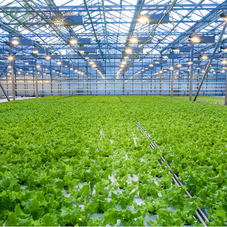 Glass Agriculture Green House Supplier Multi Span Commercial Venlo Type Glass Greenhouses Hot Sale