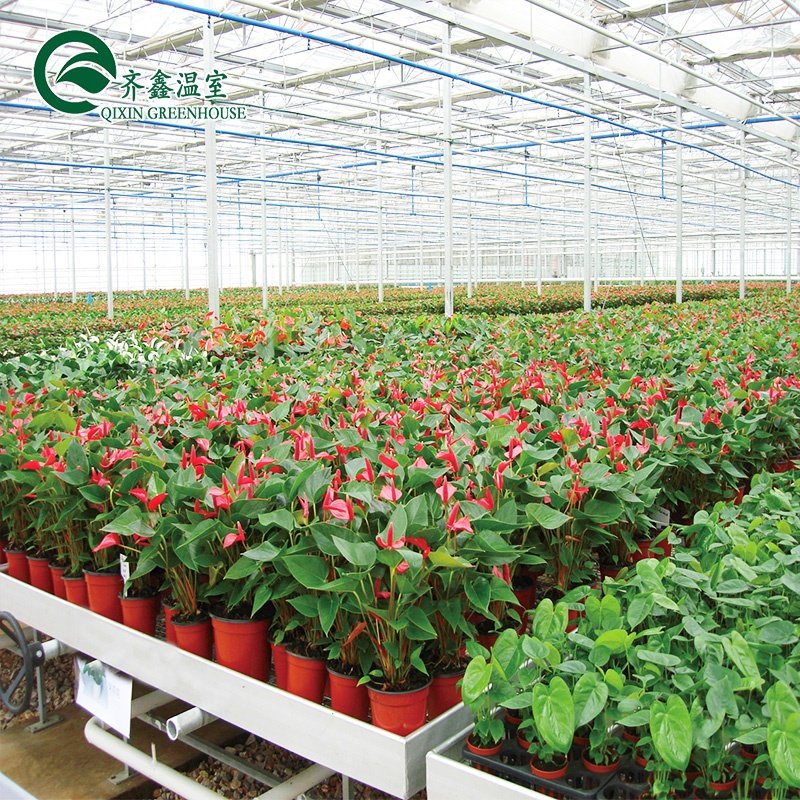 agricultural glass greenhouse with pvc hydroponic gutter system