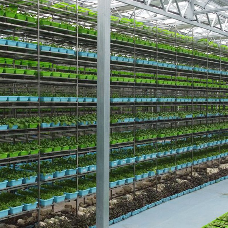 tempered glass greenhouse for agriculture green house supplier glass flower Muti-span greenhouses