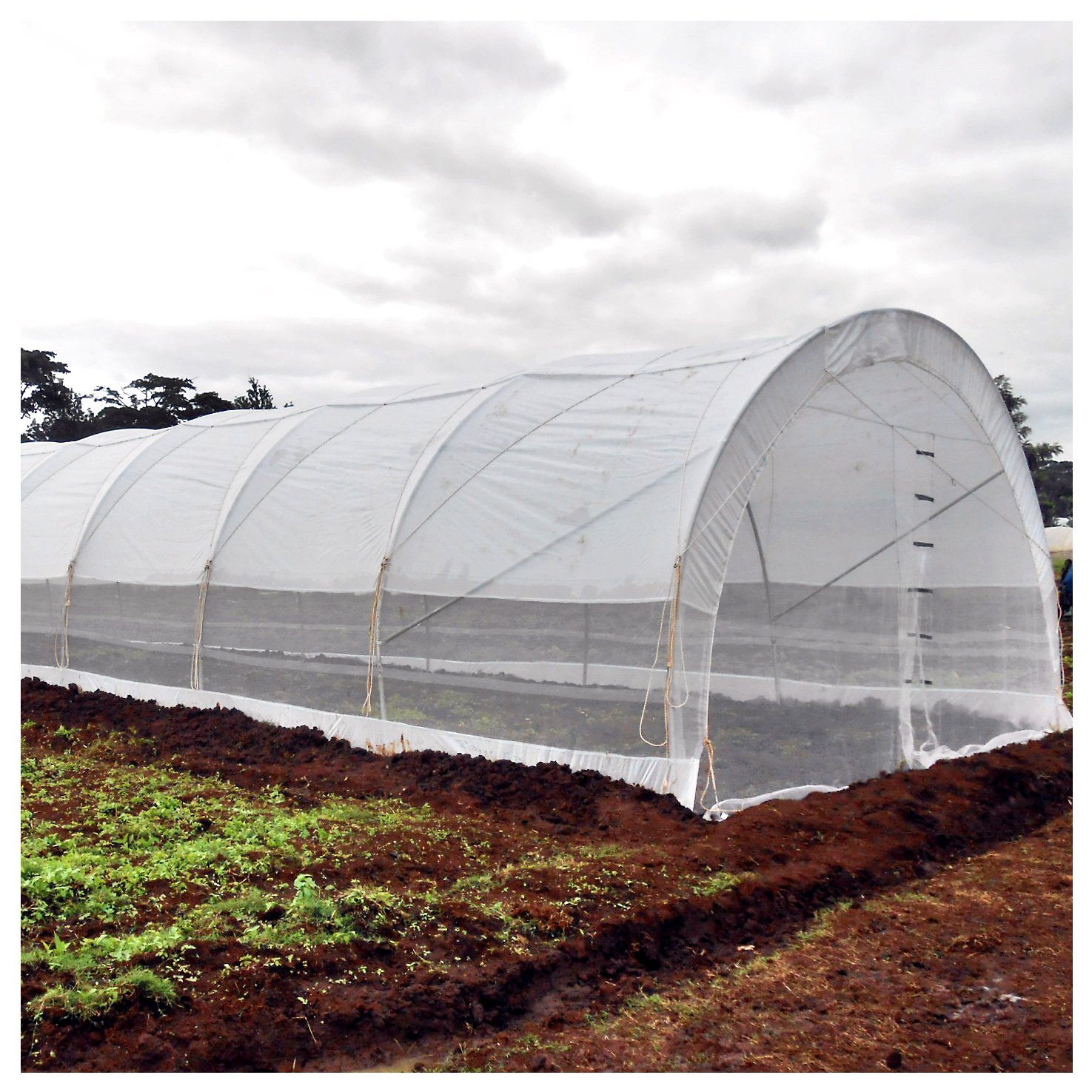 Commercial greenhouse kits Single-span vegetable seeding agricultural frame plastic film tunnel strawberry greenhouse for sale