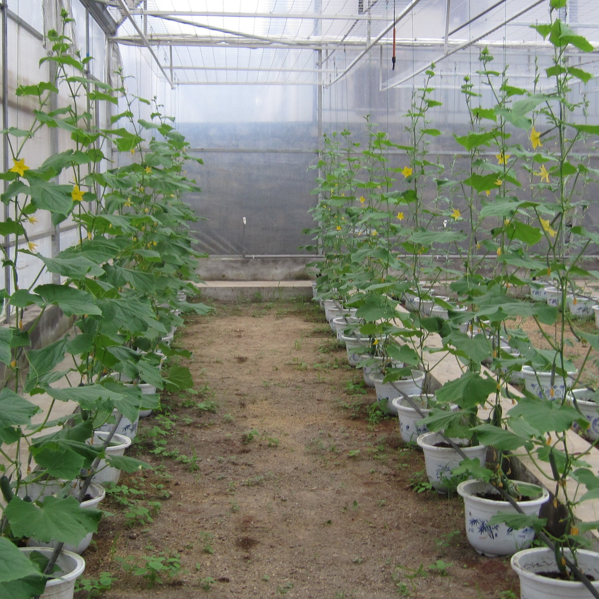 Agriculture Single-span Greenhouse Covering PO Film Plastic Film Planters Large Outdoor Large Pvc Plastic Drain Pipe Large Farme