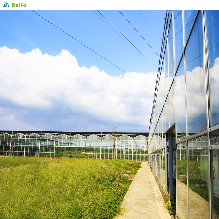 Hydroponic Greenhouse Systems For Agricultural Greenhouse Hot Sale Multi-Span Greenhouse With Growing Systems Complete Kit