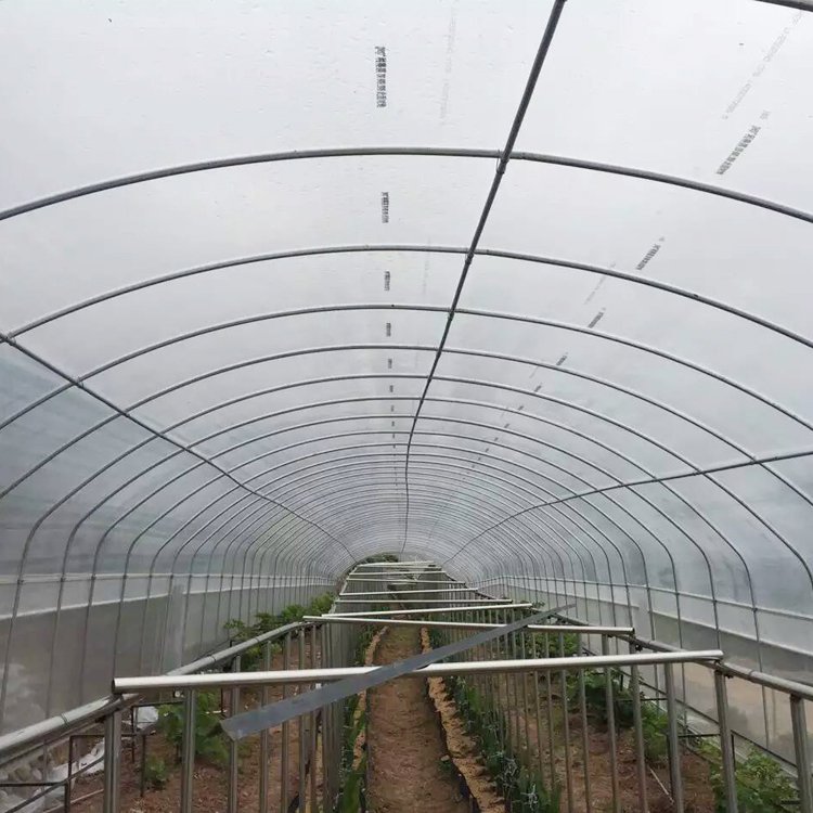 XL low cost easy installation commercial tunnel greenhouse for tomato