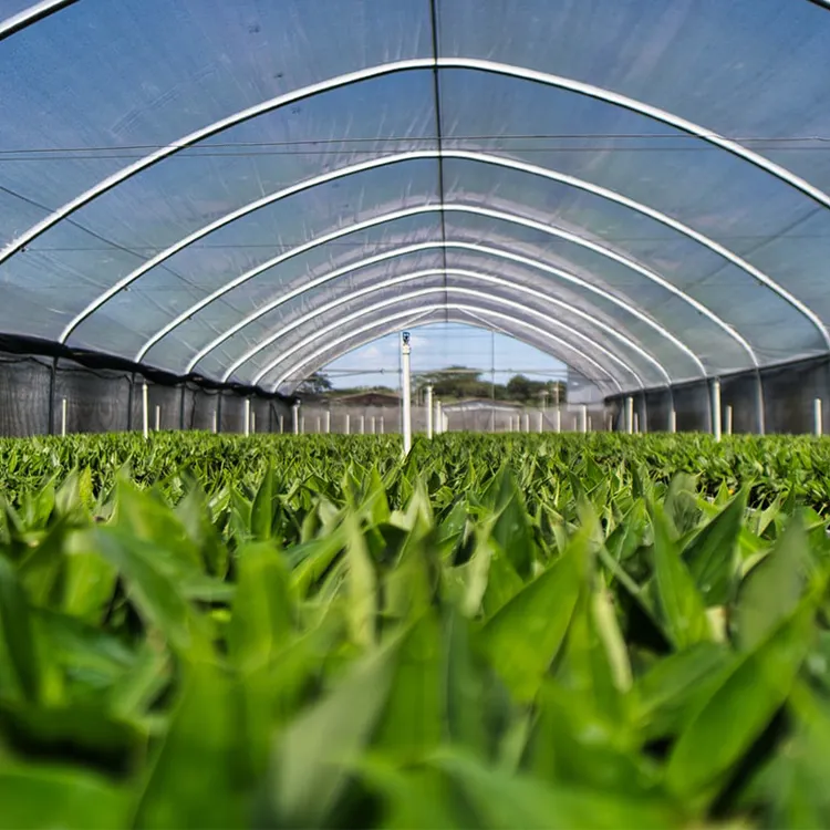 Commercial Agricultural Plastic Film Cover Low Cost Economic Tunnel Greenhouse for Vegetable and Fruits