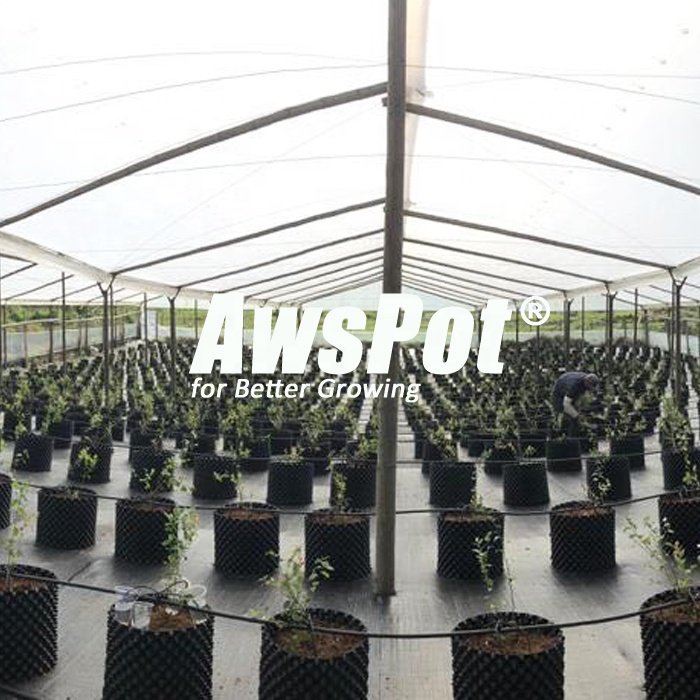 China single span uv plastic 200 microns agricultural greenhouse for raspberry , potato ,letuce, blueberry growing