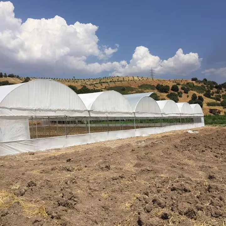 Multi-tunnel walk-in plastic cover greenhouse commercial greenhouse for agricultural