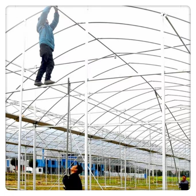 Commercial Agricultural Tunnel Film Plastic Large Size Steel Glass Cover Fresh Vegetable Hydroponics Plant Multi-Span Greenhouse