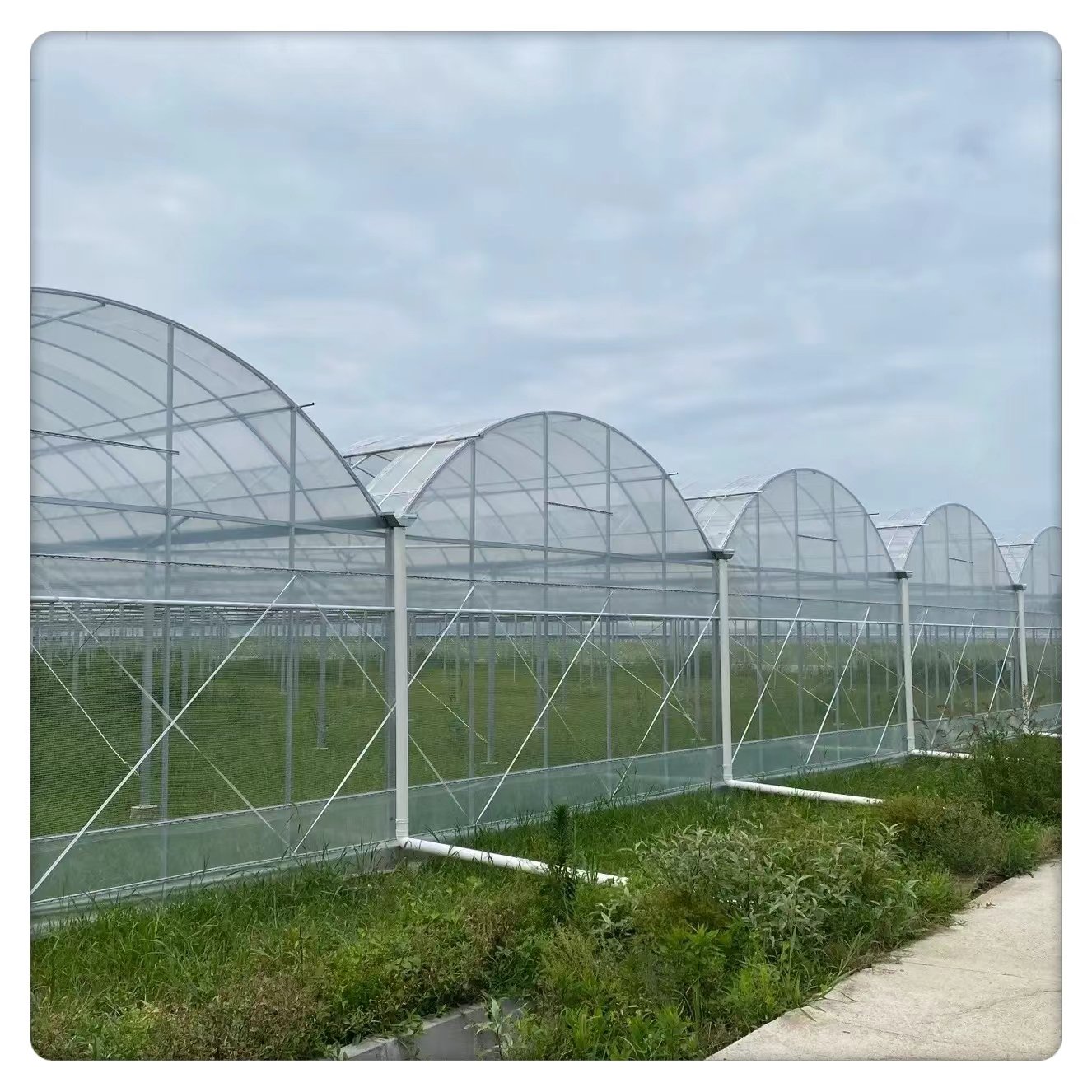 Commercial Agricultural Tunnel Film Plastic Large Size Steel Glass Cover Fresh Vegetable Hydroponics Plant Multi-Span Greenhouse
