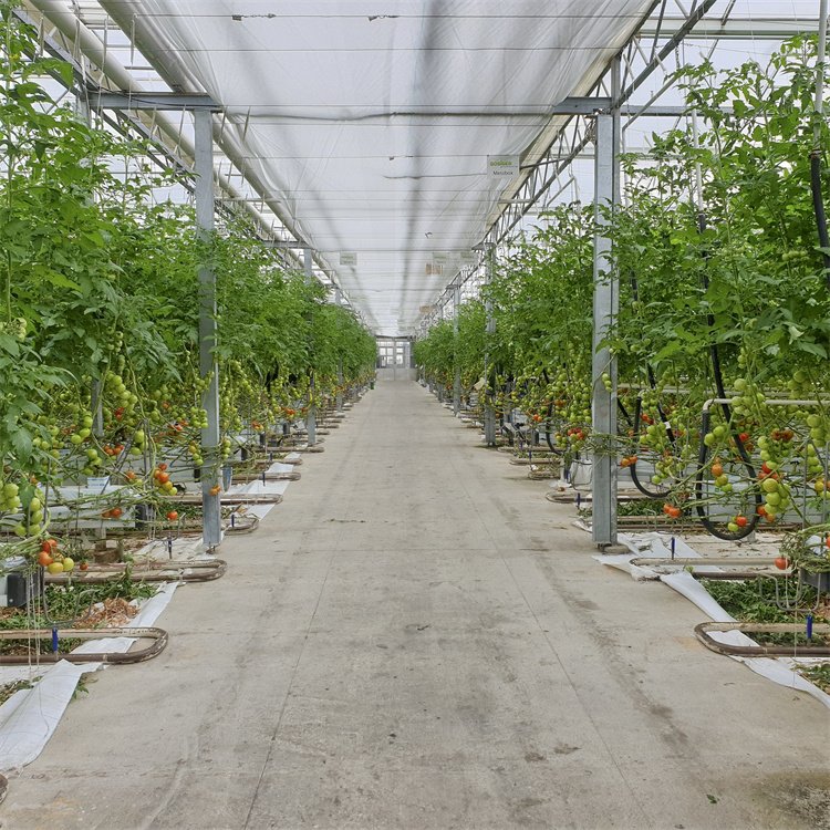 Agricultural single span Tunnel Green House rolling benches Tomato Greenhouse tunnel greenhouses
