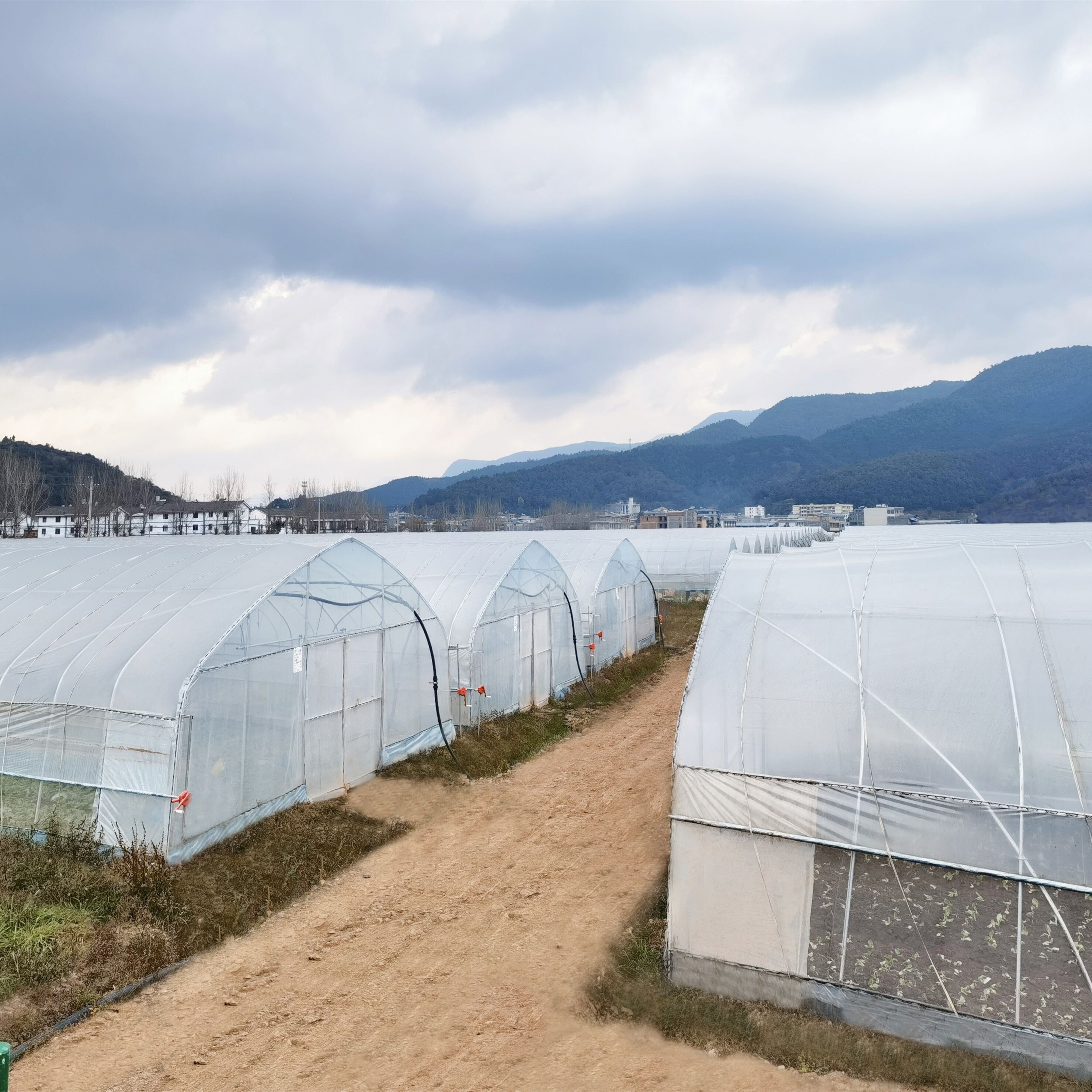 Agricultural single span Tunnel Green House rolling benches Tomato Greenhouse tunnel greenhouses
