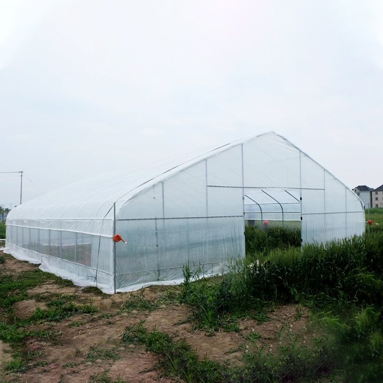 Agricultural single span Tunnel Green House rolling benches Tomato Greenhouse tunnel greenhouses