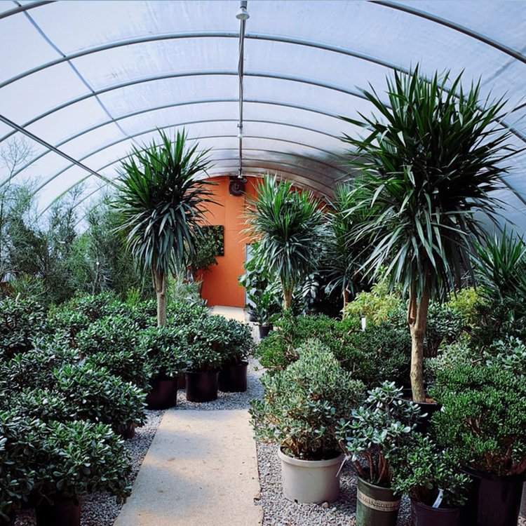 Agricultural single span Tunnel Green House rolling benches Tomato Greenhouse tunnel greenhouses