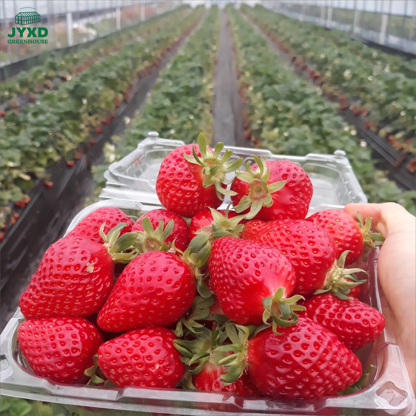 Tomato/strawberry Vertical Hydroponic Systems Multi-span Agricultural Greenhouse Film Plastic for Plants