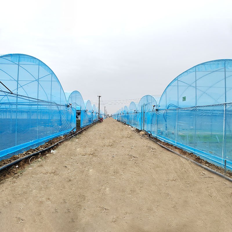 Multispan Temperature Control Cooling System Polytunnel Film Tunnel Tomato Greenhouse Agriculture Greenhouse For Vegetables