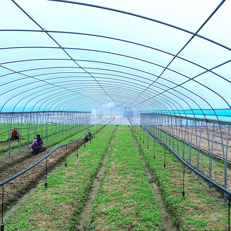 Multispan Temperature Control Cooling System Polytunnel Film Tunnel Tomato Greenhouse Agriculture Greenhouse For Vegetables
