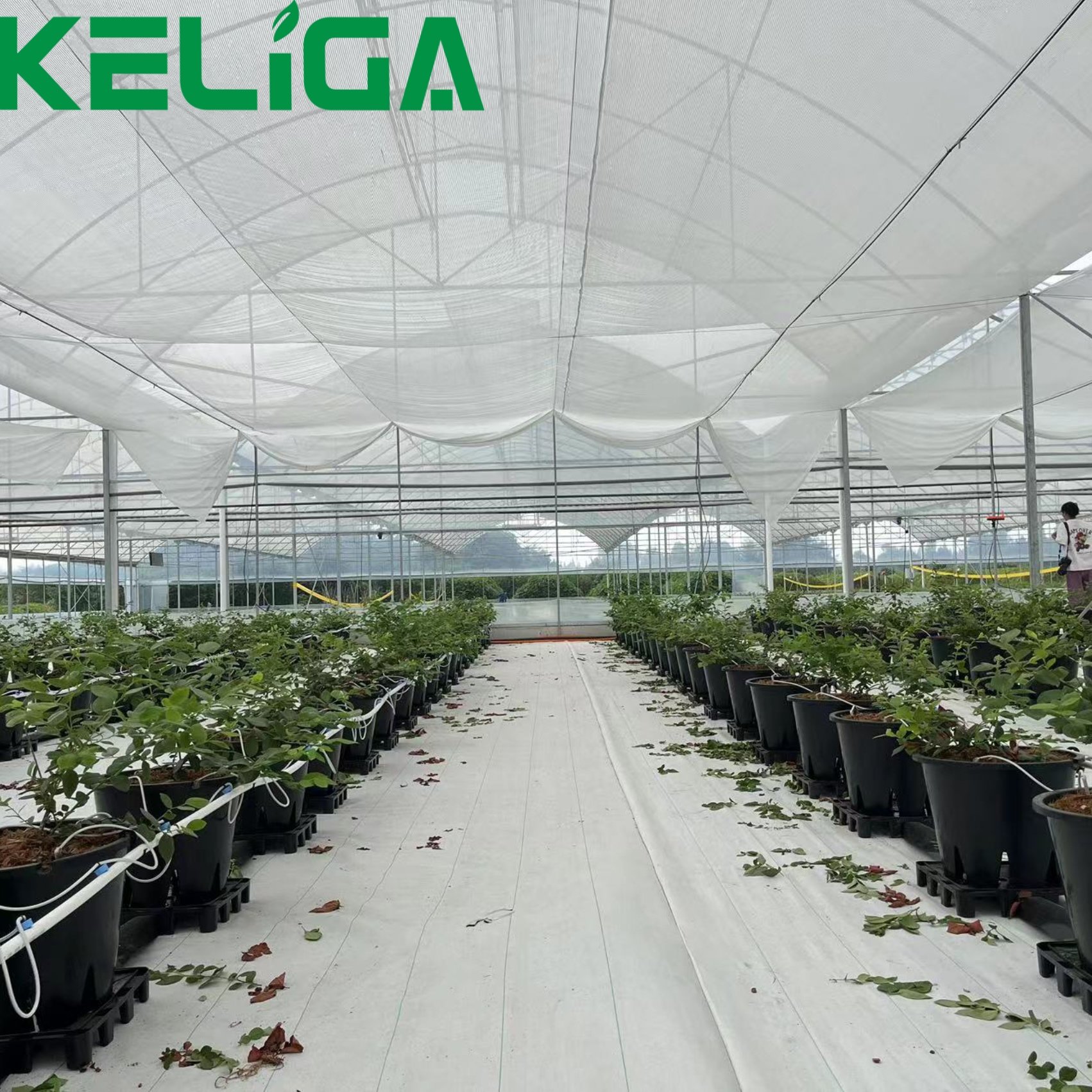 Heigh Tunnel Plastic Cover Agriculture Film Greenhouse UV Resistant Plastic Greenhouse