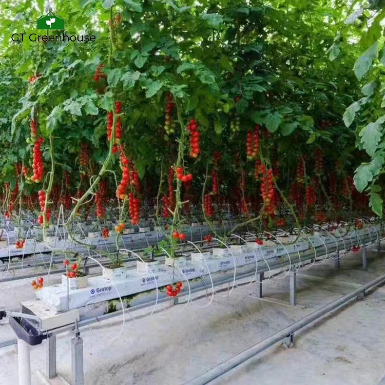 GT hydroponics farm hydroponic greenhouse systems agricultural low cost greenhouse