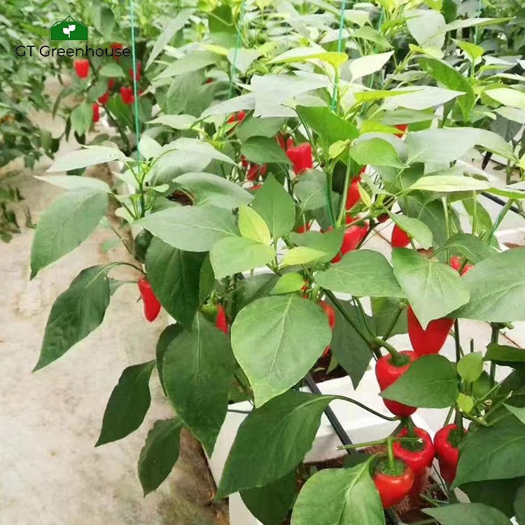 GT hydroponics farm hydroponic greenhouse systems agricultural low cost greenhouse
