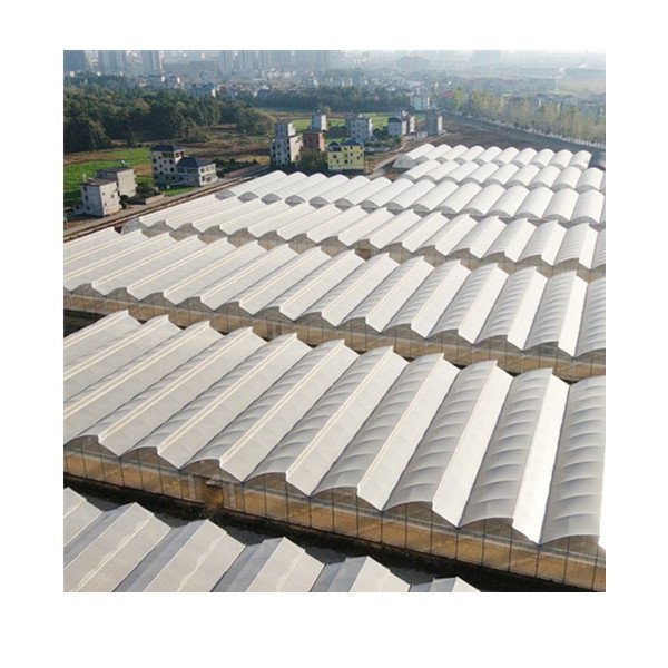 Sawtooth Plastic Film Cover Serrated Multi-Span Agricultural Greenhouse for Tomato/Leafy Vegetable