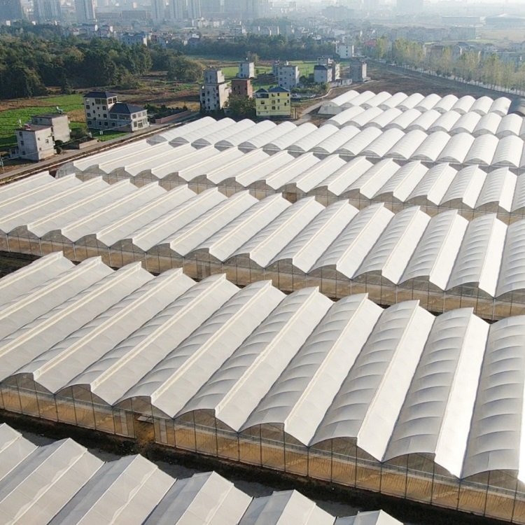 Sawtooth Plastic Film Cover Serrated Multi-Span Agricultural Greenhouse for Tomato/Leafy Vegetable