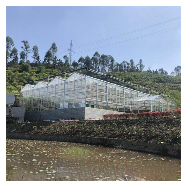 Commercial Wind Resistant Agricultural Multi-span Venlo Glass Greenhouse Drying House For Tomato