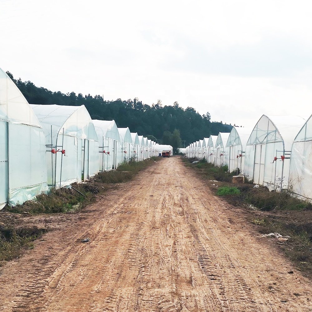 Baolida Hoop Tunnel House Productive Single Span Green House Agriculture Greenhouse For Sale with Irrigation System