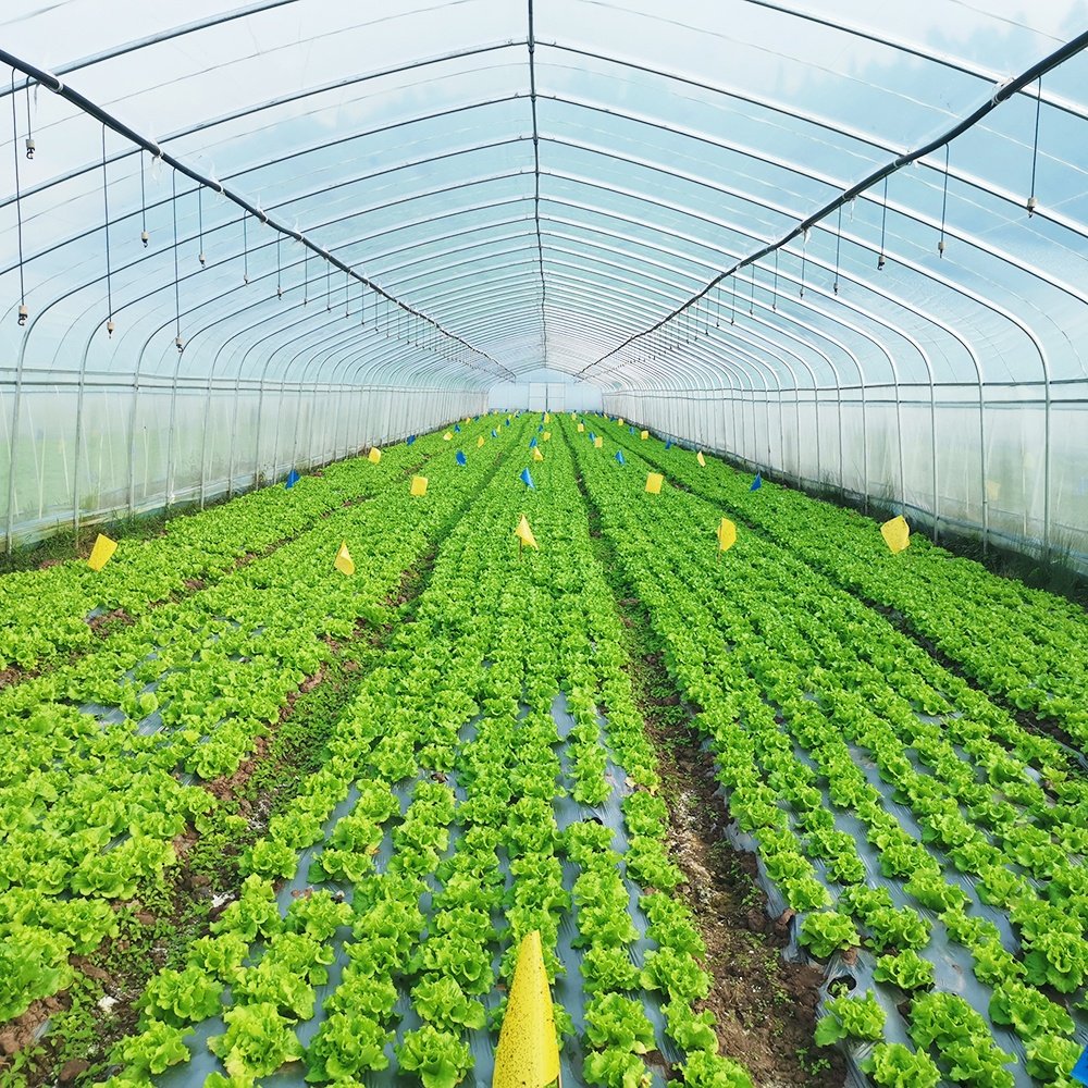 Baolida Hoop Tunnel House Productive Single Span Green House Agriculture Greenhouse For Sale with Irrigation System