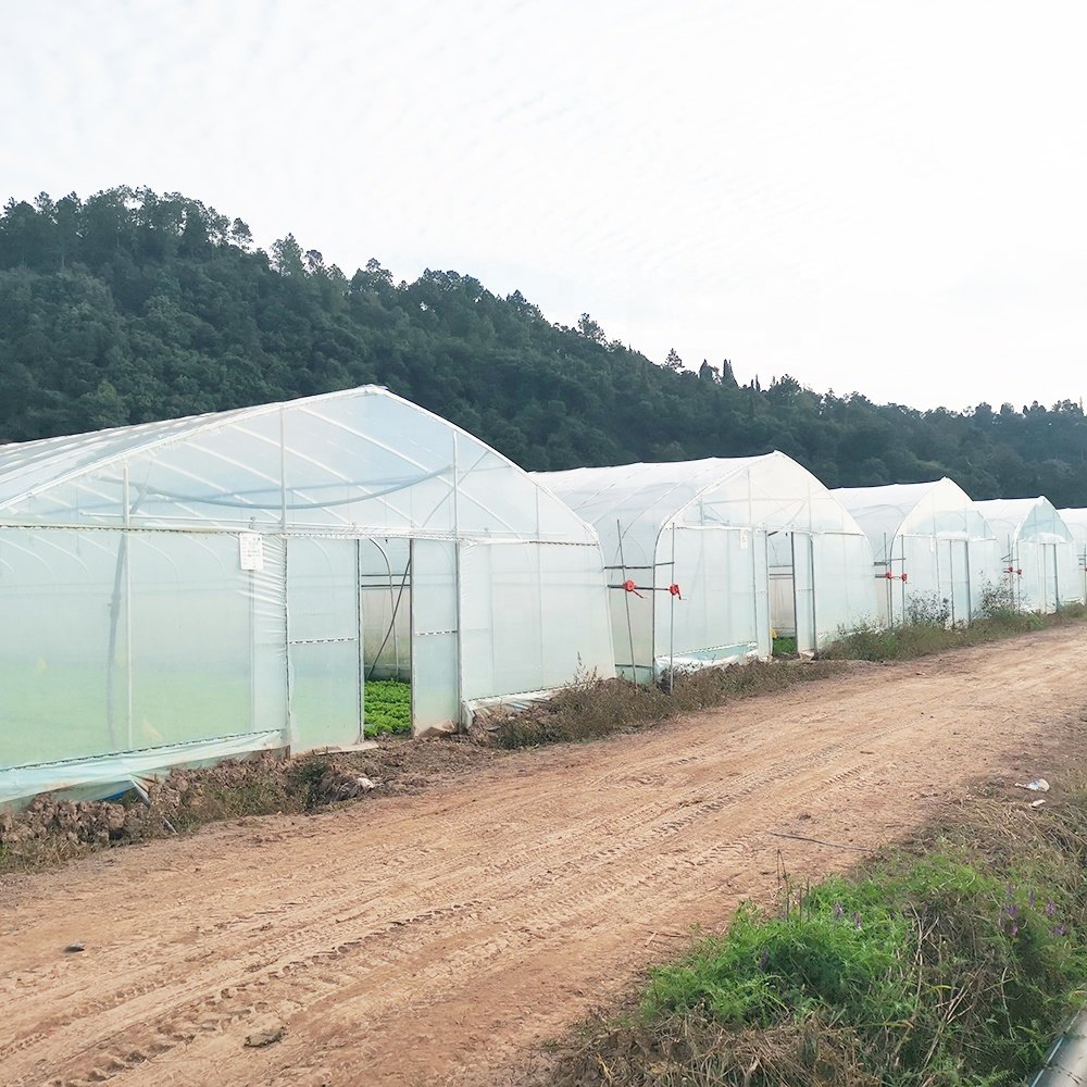 Baolida Hoop Tunnel House Productive Single Span Green House Agriculture Greenhouse For Sale with Irrigation System