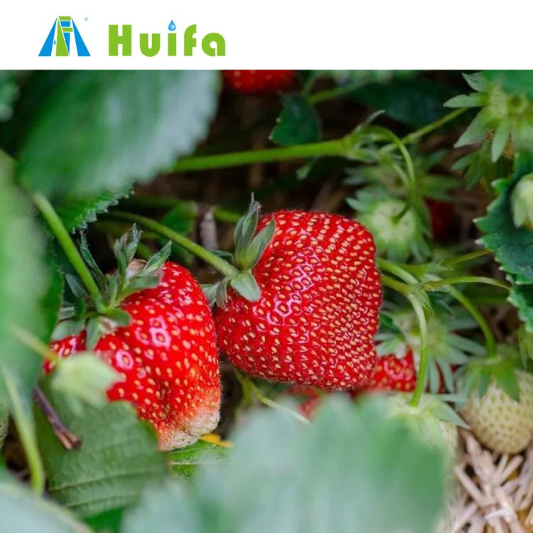 Smart Vertical Farming Shipping Container Grow Room Full Auto Greenhouses Strawberries Plants Hydroponic Growing Systems Film