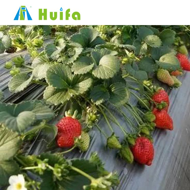 Smart Vertical Farming Shipping Container Grow Room Full Auto Greenhouses Strawberries Plants Hydroponic Growing Systems Film
