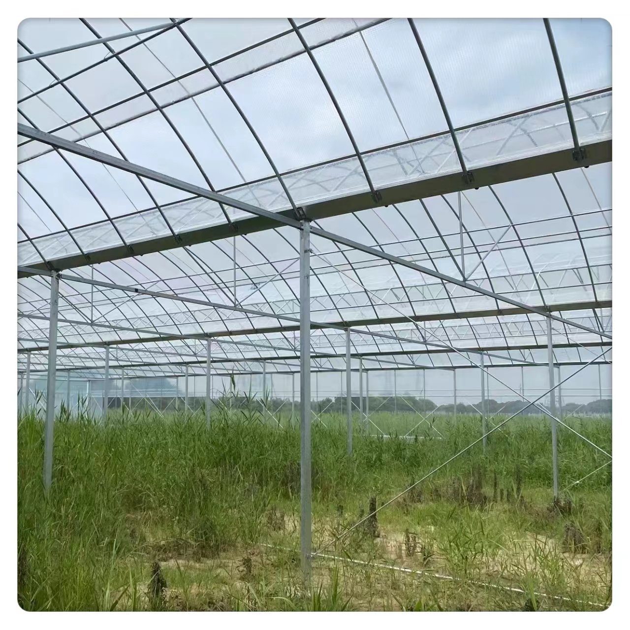 Tunnel Style Low-Cost Flower Greenhouse Agriculture Square Pattern Film Steel Green Color Large Multi-Span Plastic Greenhouse
