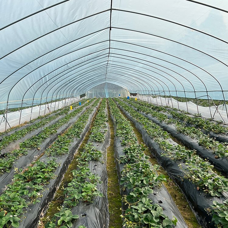 Agricultural single-span plastic invernaderos greenhouses for tomatoes agricultural serra agricola