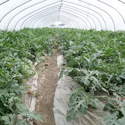 Agricultural single-span plastic invernaderos greenhouses for tomatoes agricultural serra agricola
