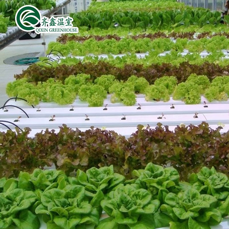 vegetable greenhouse for restaurant