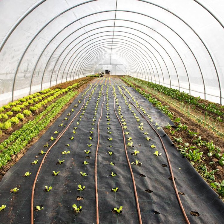 Baolida low cost small size greenhouse plastic film hothouse single hoop tunnel agriculture greenhouse