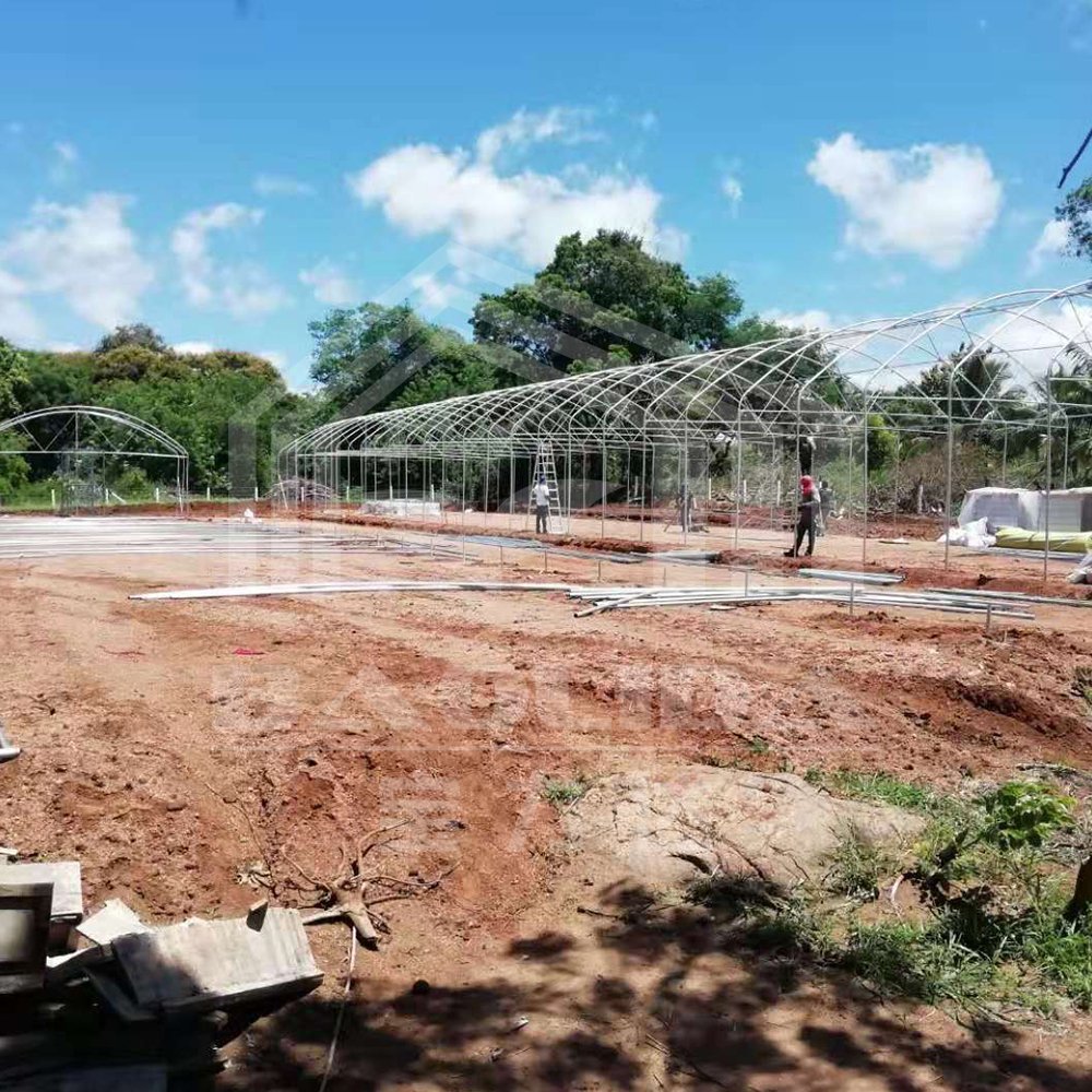 Baolida low cost small size greenhouse plastic film hothouse single hoop tunnel agriculture greenhouse
