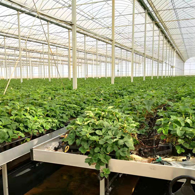 Large Multi-Span Film Greenhouse Agricultural Equipment for Hydroponic System